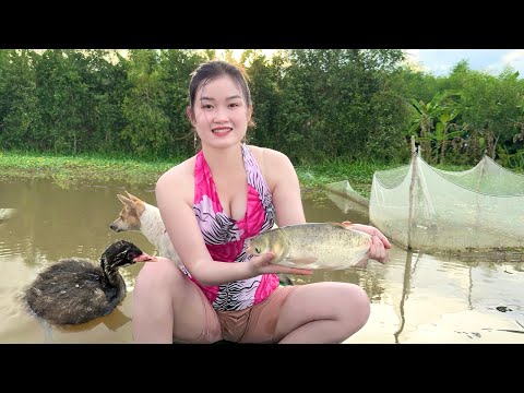 Xuất Hiện CHIM LẶN Bắt Cá Trên Đồng Ngập Nước Ai Cũng Bất