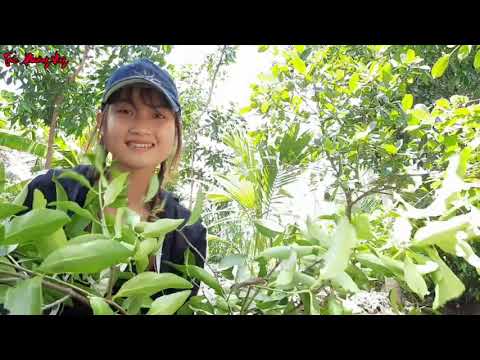 Cô Gái Lấy Thân Liều Mạng Leo Lên Ngọn Hái Thuốc Cho Cha