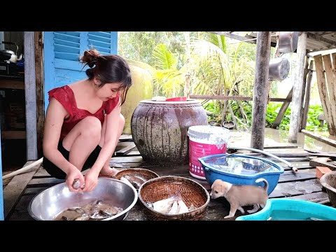 Bẫy Bầy Cá Tép Giữa Ruộng Trúc Phương Bắt Dính Cá Rô Đồng