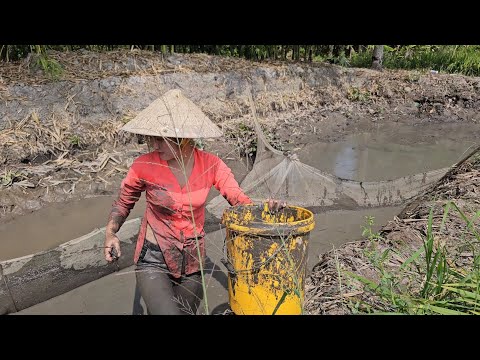 Bơm Đường Mương Bắt Trúng Ổ Cá Mùa Lúa Chín Miền Tây Trúc