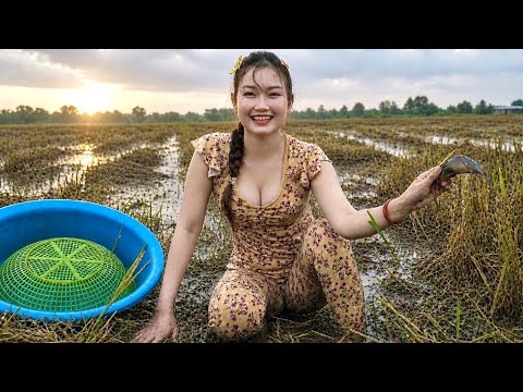Sau Cơn Mưa Đầu Mùa Cá Tràn Lên Bờ Lao Ra Đồng Bắt Thấy Mê