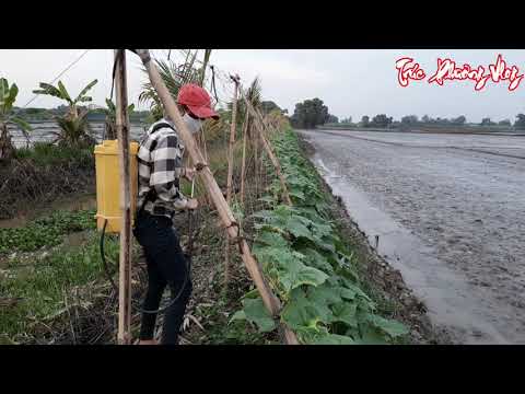 Thôn Nữ Phun Thuốc Thu Hoạch Dưa Leo Trái Thấy Ham Sao Bao