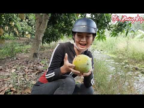 Trúc Phương Lạc Vào Vườn Xoài Khủng Của Ông Cố Nội Để Lại