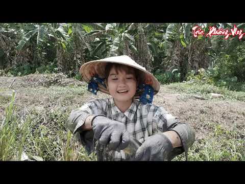 Đối Đầu Với Tổ Ong Cạnh Ổ Cá Trúc Phương Vùng Vẫy Bắt Cá