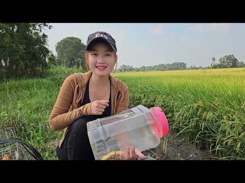 Bắt Bầy Chuột Vàng Sống Trong Gốc Cây Cổ Thụ Giữa Rừng Trúc