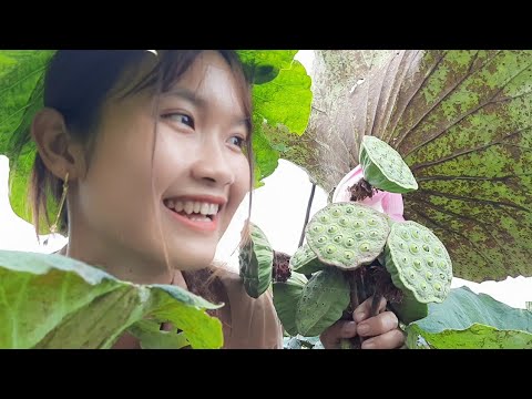 Cánh Đồng Sen Siêu To Miền Tây Quê Em Và Những Điều Chưa Kể