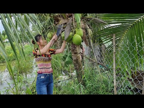 Điều Bất Ngờ Từ Trái Dừa Mà Không Ai Biết Có Thể Bẫy Được