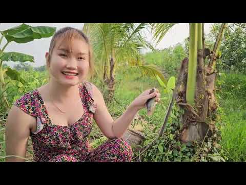 Câu Cá Rô Đồng Size Đại Ẩn Mình Dưới Mương Này Bằng Mồi