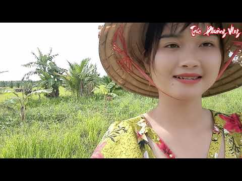 Hạ Bẫy Khu Cỏ Bắt Thôn Nữ Săn Lùng Chuột Cống Rừng Cơm Vàng
