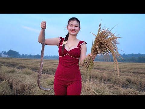 Đáng Sợ Dẫm Trúng Rắn Khi Đi Đêm Giữa Đồng