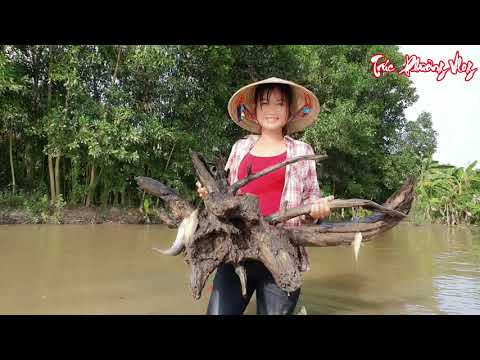 Thôn Nữ Chế Tạo Bẫy Cá Bằng Gốc Cây Bắt Cá Ngoài Đồng Hiệu