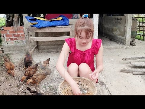 Bắt Bầy Tép Đồng Siêu To Về Làm Bữa Cơm Quê Vươn Nhẹ Lòng