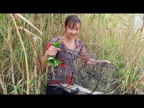 Ra Đồng Thăm Lợp Bắt Dính Cá Trê Khủng Cùng Nhiều Bất Ngờ