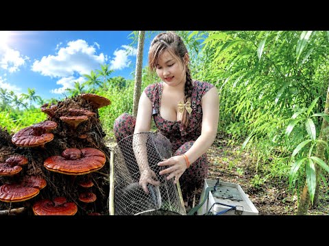 Lặn Lội Sau Trận Mưa Kinh Ho à ng Bẫy Cá Trúng Lớn Phát