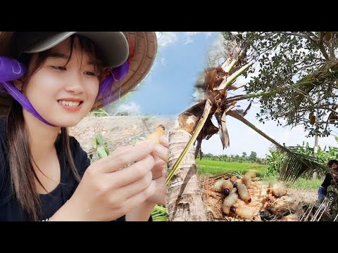 Săn Đuông Dừa Đặc Sản Miền Tây Trúc Phương Vlog