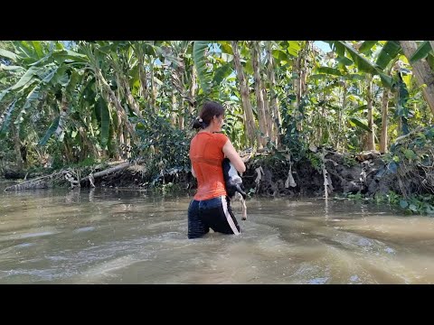 Cận Cảnh Gái Quê Bẫy Tôm Càng Xanh Dính Luôn Cá Hen Cực