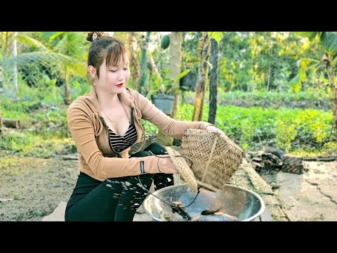 Câu cá RÔ ĐỒNG mùa nước Trúc Phương Vlog Fishing in the