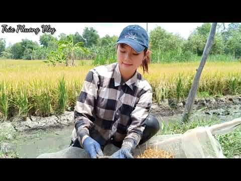 Bắt Cá Cạn Mùa Lúa Chín Miền Tây Cuộc Sống Tự Do Trúc