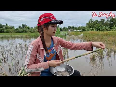 Thôn Nữ Hạ Thủy Cách Bẫy Cá Đôi Khu Cỏ U Du Cùng Chó Thông