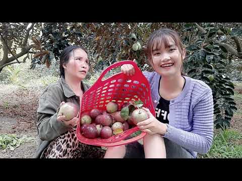 Thôn Nữ Lạc Vào Vườn Vú Sữa Say Quả Liền Hái Ăn Luôn Trên