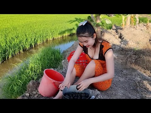 Bắt Và Nấu Ăn Cùng Mẹ Trên Cánh Đồng Sen Vào Lúc Xế Chiều