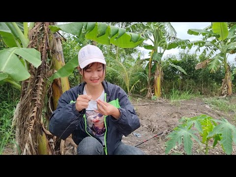 Không Ngờ Dế Mèn Lại Là Mồi Thần Thánh Để Câu Cá Tra Trúc