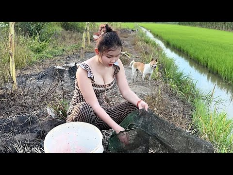 Đuổi Nước Bắt Cá Đường Bờ Ruộng Trúng Bầy Cá Ngon Trúc