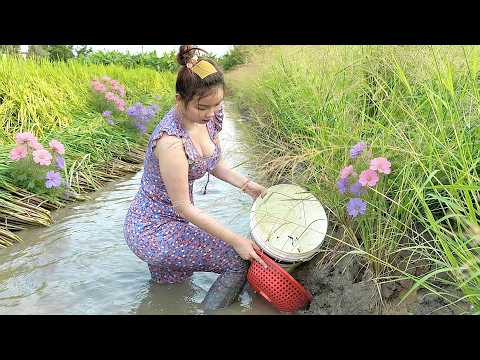 Mò Hang Nghe Kêu Gồ Gồ Bắt Cá Trúng Ổ Mùa Đồng Bơm Trúc