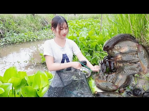 Gái Quê Đặt 12 Cửa Ngục Bắt Cá Cực Sốc Dưới Bờ Dừa Trúc