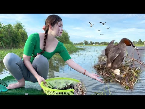 Bắt Gặp Loài Chim Lặn Chỉ Xuất Hiện Trong Mùa Nước Nổi Khi