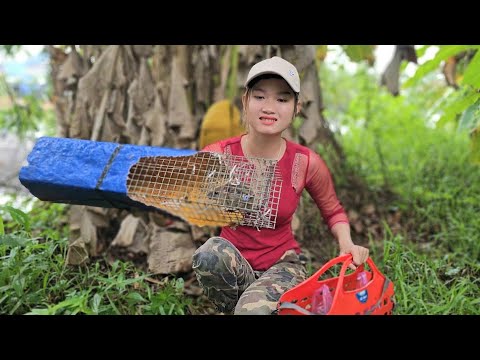 Con Rắn Hổ Vện Quá Khổ Đã Xuất Hiện Sau Những Cơn Mưa Đầu