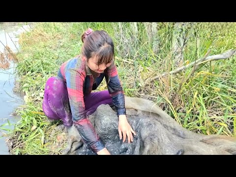 Kéo Cá Con Mương Nhỏ Một Mình Bắt Được Rất Nhiều Cá Rô Đồng