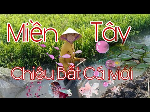 Thôn Nữ Ra Đồng Bắt Cá Kiểu Mới Và Cái Kết Không Ngờ Trúc