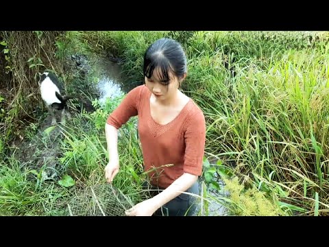 Ra Đồng Bắt Cá Thôn Nữ Bẫy Dính Bầy Cá Lóc Khủng Mùa Lúa
