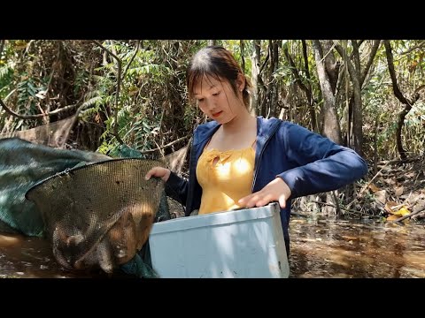 Bẫy Trúng Bầy CÁ LƯƠN ẾCH Khủng Trong Khu Rừng Ngập Nước
