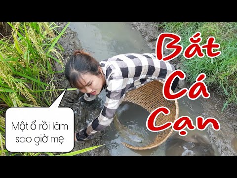 Hai Mẹ Con Miền Tây Bắt Cá Cạn Đầy Trong Hang Mùa Lúa Chín