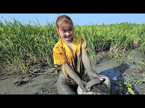 Thời Cơ Đến Cô Gái Bắt Trúng Cả Bầy Cá Ngon Ở Miền Tây Trúc