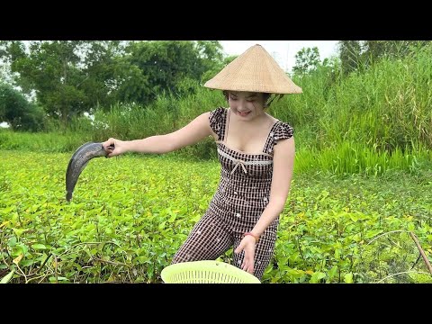 Dầm Mưa Săn Cá Cạn Trên Đồng Bơm Mùa Này Bắt Rất Nhiều Cá