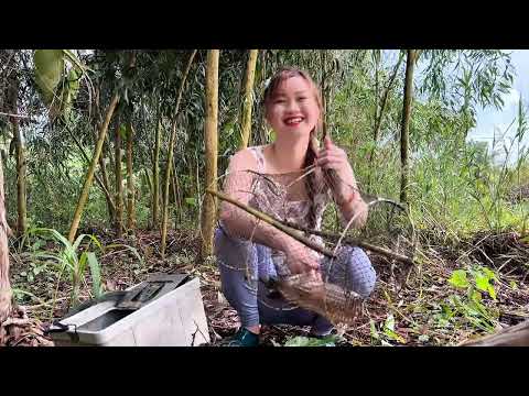 Bắt Mẻ Cá SÁC BƯỚMMập Ú Sau Mưa Không Tưởng Trúc Phương