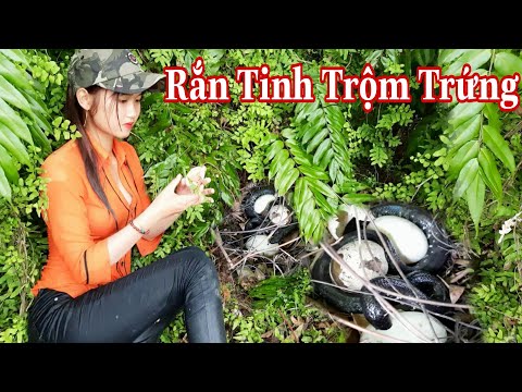 Thôn Nữ Tá Hỏa Phát Hiện Rắn Tinh Ăn Trứng Chim Khổng Lồ Tu