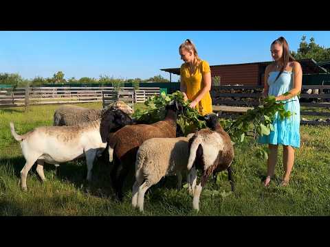 Village Life Chronicles Cooking a Whole Lamb with Love and