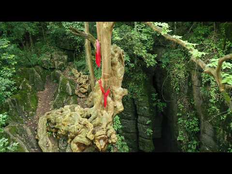 贵州发现一千年古树马灵光 整个树根竟盘踞在岩壁之上 太震撼了 青云迹