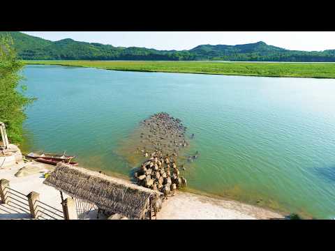 现实版动物大迁徙 四川蓬安竟上演百头水牛渡江的景象 这场面真是太壮观了 Hundreds of buffaloes
