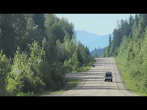 Bear crossing hwy Yellowhead hwy June 2026