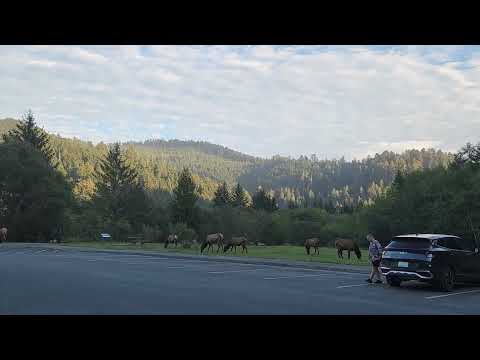 Elk Orick California Sept 25 2024
