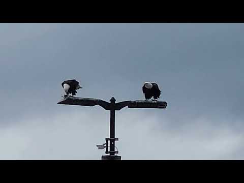 Eagles in Alaska