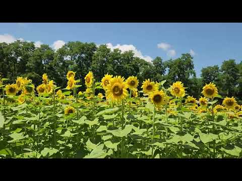 Sunflower field