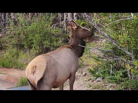 Elk what you doing here