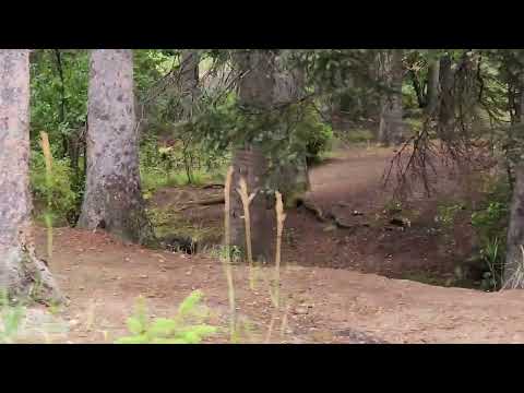 Turkeys Estes Park Aug 30 2025