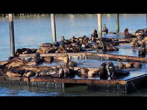 Seals May 9 2024 San Francisco